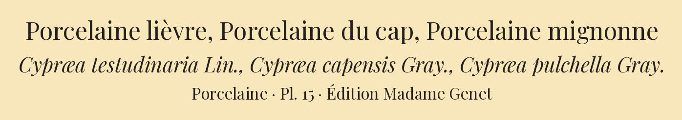 Cypræa testudinaria, Cypræa capensis and Cypræa pulchella — Porcelaine lièvre, Porcelaine du cap and Porcelaine mignonne, hand-engraved plate 15 from Kiener, Coquilles vivantes, Paris.