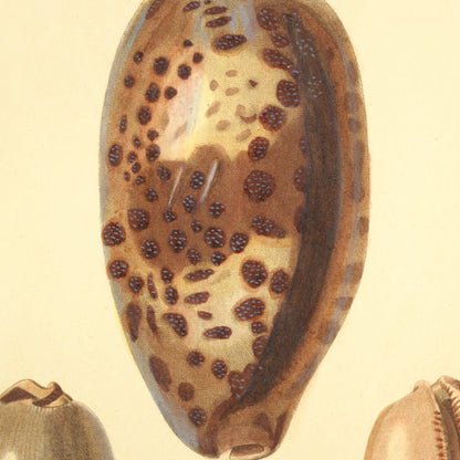 Cypræa testudinaria, Cypræa capensis and Cypræa pulchella — Porcelaine lièvre, Porcelaine du cap and Porcelaine mignonne, hand-engraved plate 15 from Kiener, Coquilles vivantes, Paris.