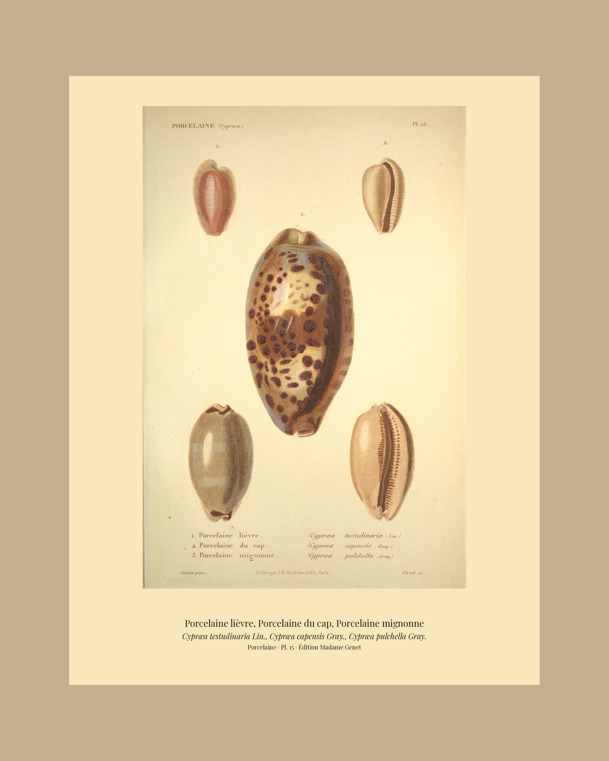 Cypræa testudinaria, Cypræa capensis and Cypræa pulchella — Porcelaine lièvre, Porcelaine du cap and Porcelaine mignonne, hand-engraved plate 15 from Kiener, Coquilles vivantes, Paris.