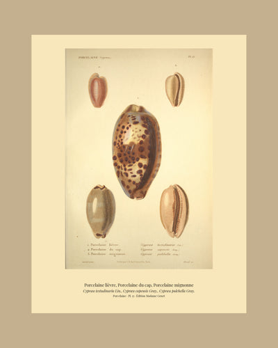 Cypræa testudinaria, Cypræa capensis and Cypræa pulchella — Porcelaine lièvre, Porcelaine du cap and Porcelaine mignonne, hand-engraved plate 15 from Kiener, Coquilles vivantes, Paris.