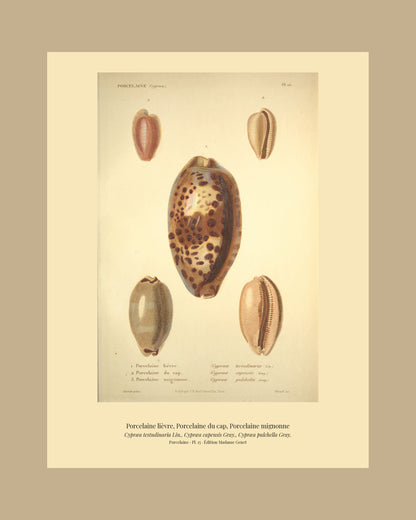 Cypræa testudinaria, Cypræa capensis and Cypræa pulchella — Porcelaine lièvre, Porcelaine du cap and Porcelaine mignonne, hand-engraved plate 15 from Kiener, Coquilles vivantes, Paris.