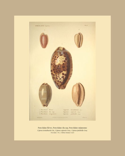 Cypræa testudinaria, Cypræa capensis and Cypræa pulchella — Porcelaine lièvre, Porcelaine du cap and Porcelaine mignonne, hand-engraved plate 15 from Kiener, Coquilles vivantes, Paris.