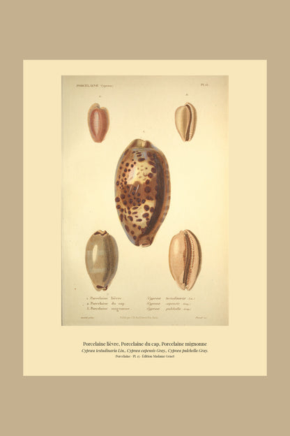 Cypræa testudinaria, Cypræa capensis and Cypræa pulchella — Porcelaine lièvre, Porcelaine du cap and Porcelaine mignonne, hand-engraved plate 15 from Kiener, Coquilles vivantes, Paris.