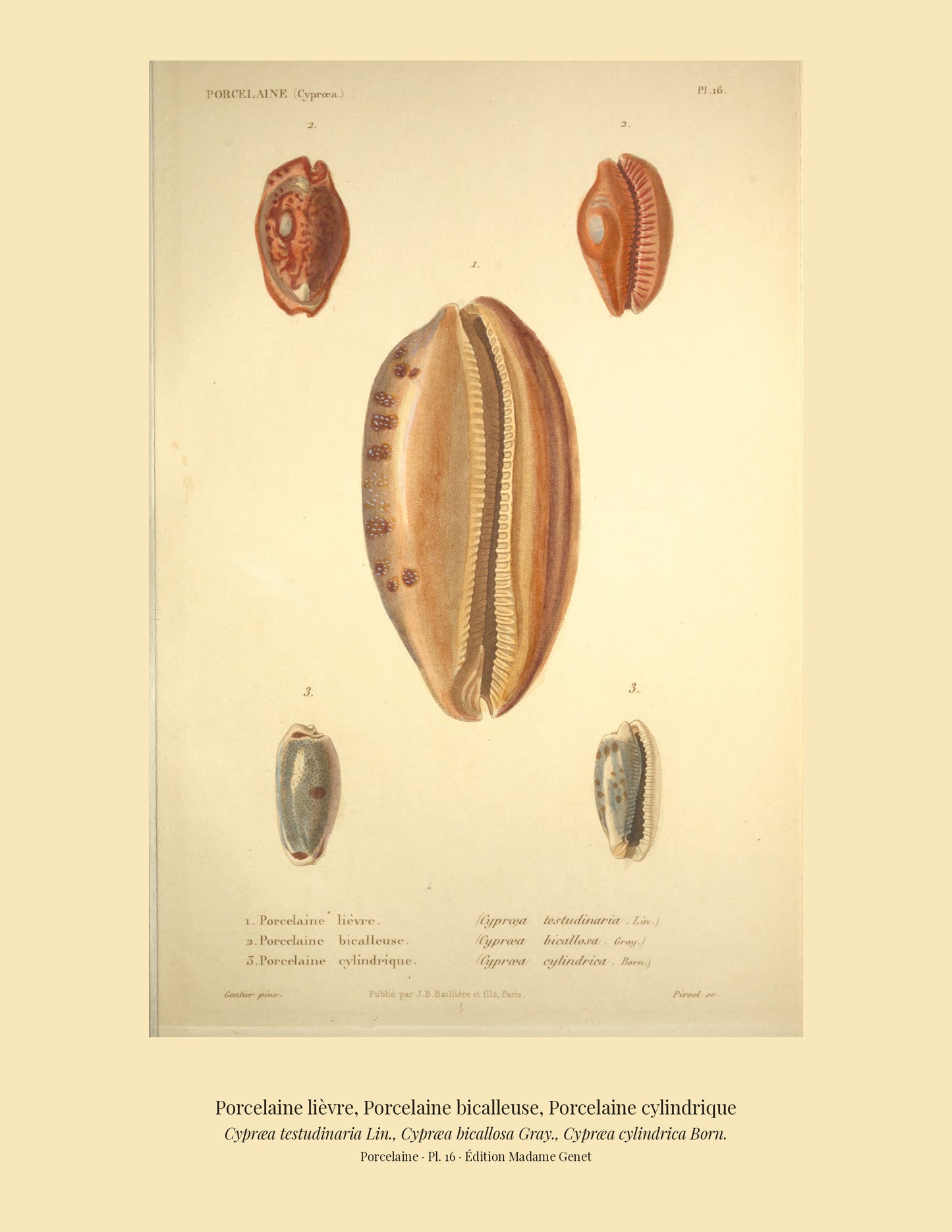 Cypræa testudinaria, Cypræa bicallosa and Cypræa cylindrica — Porcelaine lièvre, Porcelaine bicalleuse and Porcelaine cylindrique, hand-engraved plate 16 from Kiener, Coquilles vivantes, Paris.