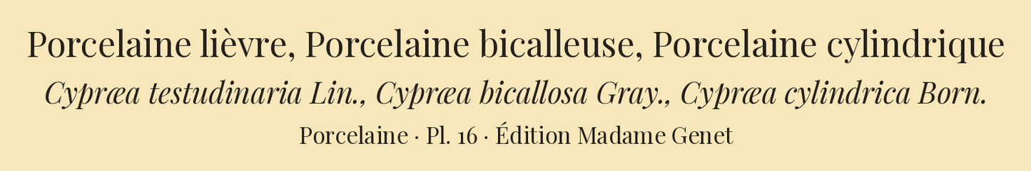 Cypræa testudinaria, Cypræa bicallosa and Cypræa cylindrica — Porcelaine lièvre, Porcelaine bicalleuse and Porcelaine cylindrique, hand-engraved plate 16 from Kiener, Coquilles vivantes, Paris.