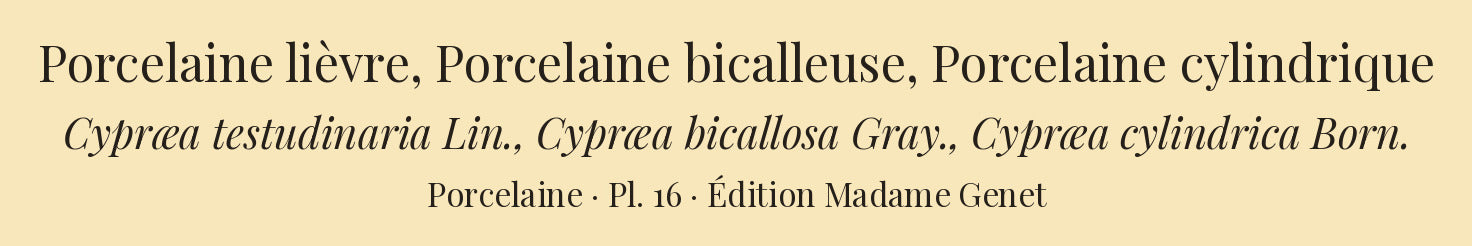 Cypræa testudinaria, Cypræa bicallosa and Cypræa cylindrica — Porcelaine lièvre, Porcelaine bicalleuse and Porcelaine cylindrique, hand-engraved plate 16 from Kiener, Coquilles vivantes, Paris.