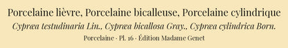 Cypræa testudinaria, Cypræa bicallosa and Cypræa cylindrica — Porcelaine lièvre, Porcelaine bicalleuse and Porcelaine cylindrique, hand-engraved plate 16 from Kiener, Coquilles vivantes, Paris.