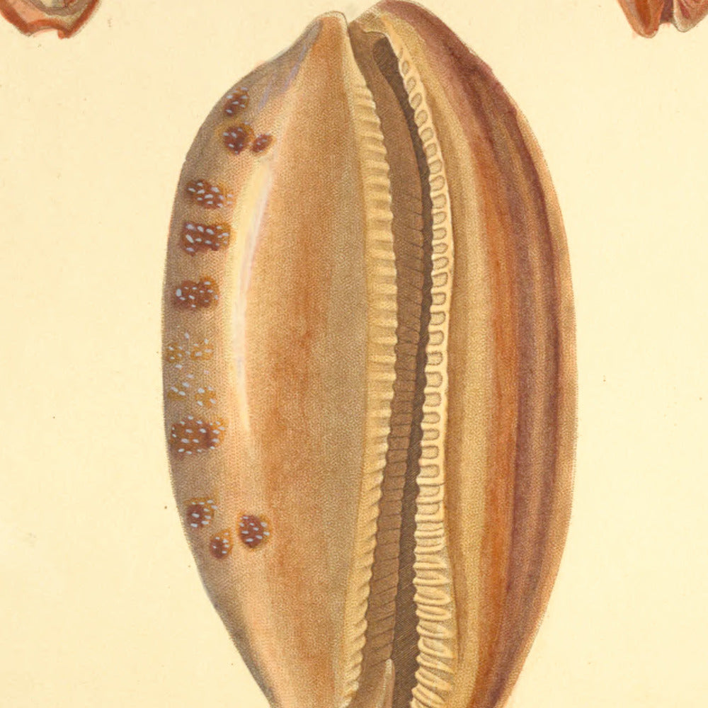 Cypræa testudinaria, Cypræa bicallosa and Cypræa cylindrica — Porcelaine lièvre, Porcelaine bicalleuse and Porcelaine cylindrique, hand-engraved plate 16 from Kiener, Coquilles vivantes, Paris.
