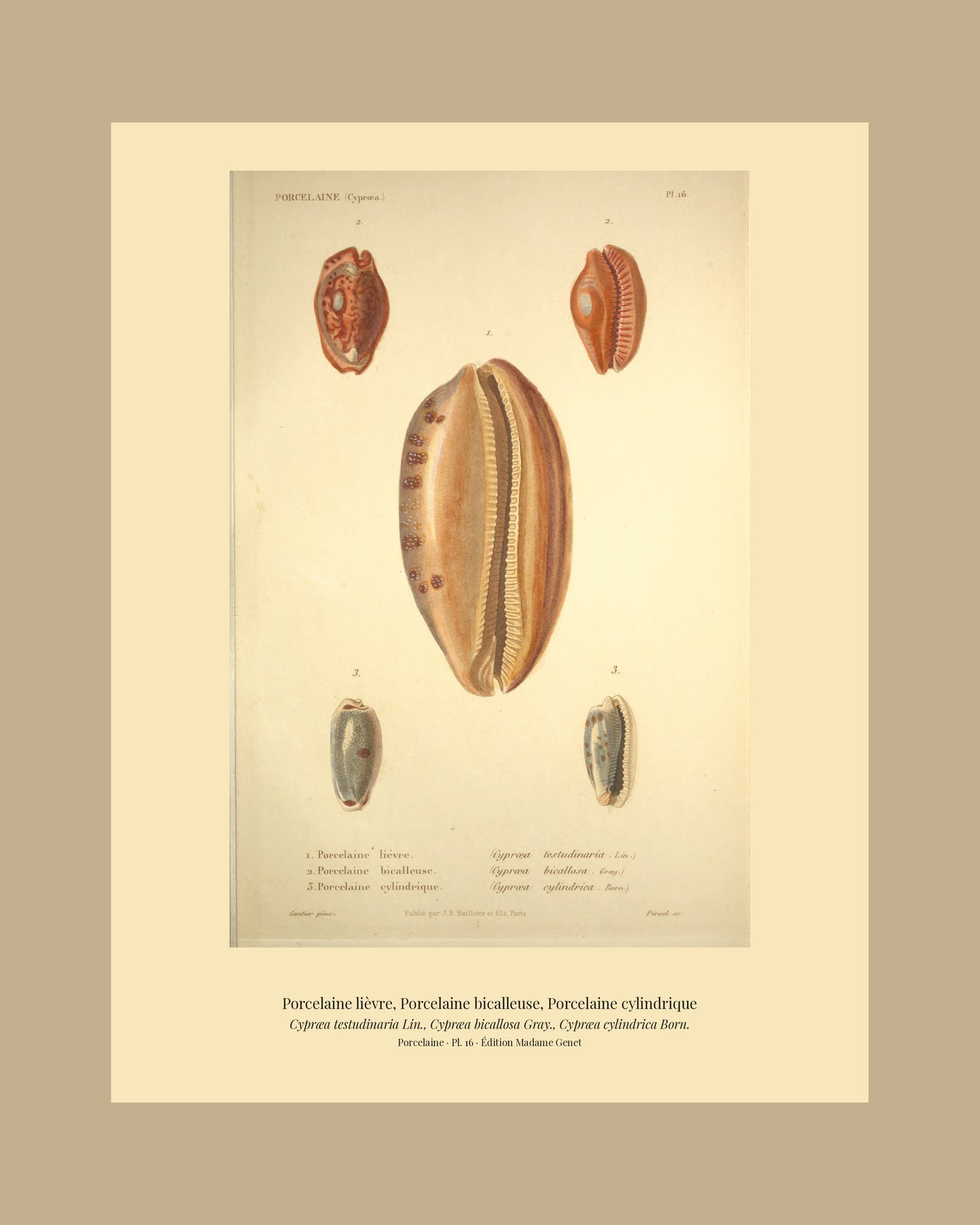 Cypræa testudinaria, Cypræa bicallosa and Cypræa cylindrica — Porcelaine lièvre, Porcelaine bicalleuse and Porcelaine cylindrique, hand-engraved plate 16 from Kiener, Coquilles vivantes, Paris.