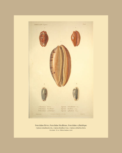 Cypræa testudinaria, Cypræa bicallosa and Cypræa cylindrica — Porcelaine lièvre, Porcelaine bicalleuse and Porcelaine cylindrique, hand-engraved plate 16 from Kiener, Coquilles vivantes, Paris.