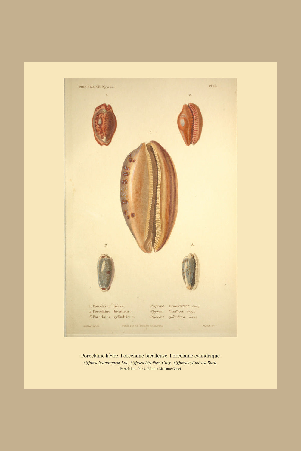 Cypræa testudinaria, Cypræa bicallosa and Cypræa cylindrica — Porcelaine lièvre, Porcelaine bicalleuse and Porcelaine cylindrique, hand-engraved plate 16 from Kiener, Coquilles vivantes, Paris.