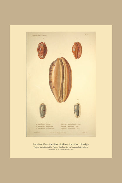 Cypræa testudinaria, Cypræa bicallosa and Cypræa cylindrica — Porcelaine lièvre, Porcelaine bicalleuse and Porcelaine cylindrique, hand-engraved plate 16 from Kiener, Coquilles vivantes, Paris.