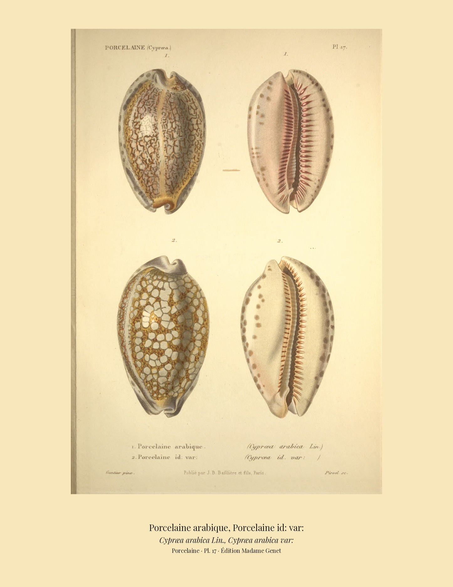 Cypræa arabica and Cypræa arabica var: — Porcelaine arabique and Porcelaine id: var:, hand-engraved plate 17 from Kiener, Coquilles vivantes, Paris.