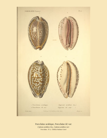 Cypræa arabica and Cypræa arabica var: — Porcelaine arabique and Porcelaine id: var:, hand-engraved plate 17 from Kiener, Coquilles vivantes, Paris.