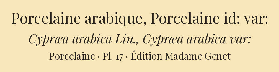 Cypræa arabica and Cypræa arabica var: — Porcelaine arabique and Porcelaine id: var:, hand-engraved plate 17 from Kiener, Coquilles vivantes, Paris.