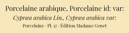 Cypræa arabica and Cypræa arabica var: — Porcelaine arabique and Porcelaine id: var:, hand-engraved plate 17 from Kiener, Coquilles vivantes, Paris.