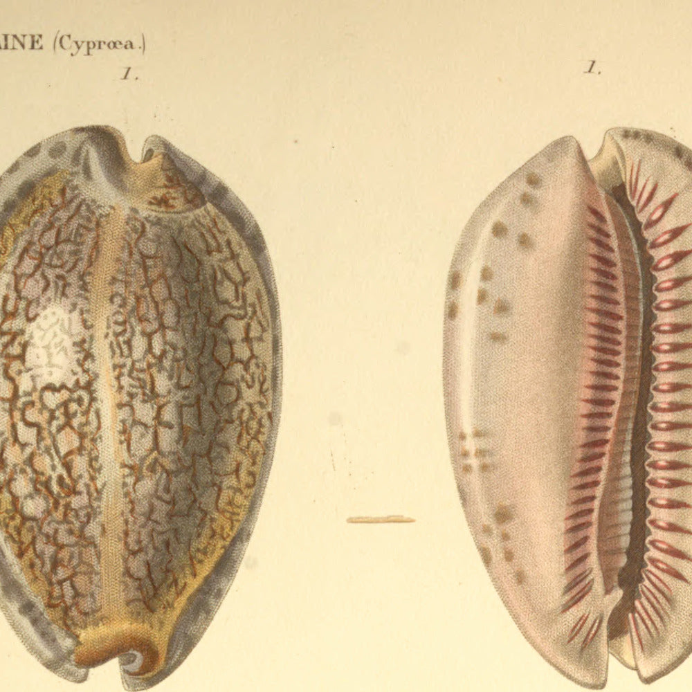 Cypræa arabica and Cypræa arabica var: — Porcelaine arabique and Porcelaine id: var:, hand-engraved plate 17 from Kiener, Coquilles vivantes, Paris.