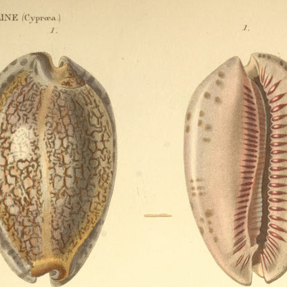 Cypræa arabica and Cypræa arabica var: — Porcelaine arabique and Porcelaine id: var:, hand-engraved plate 17 from Kiener, Coquilles vivantes, Paris.