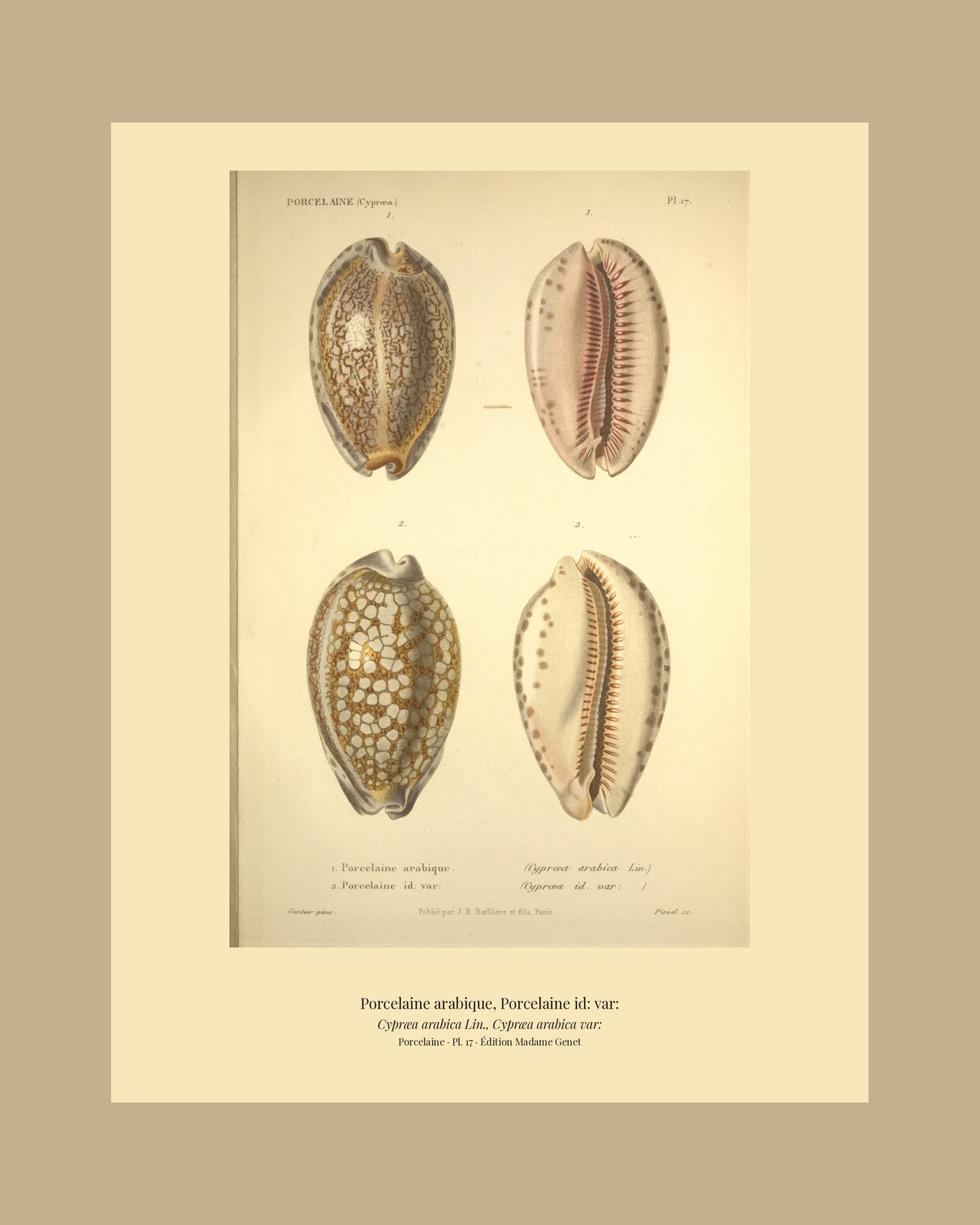 Cypræa arabica and Cypræa arabica var: — Porcelaine arabique and Porcelaine id: var:, hand-engraved plate 17 from Kiener, Coquilles vivantes, Paris.