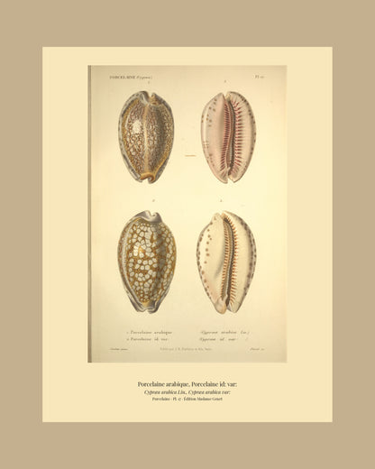 Cypræa arabica and Cypræa arabica var: — Porcelaine arabique and Porcelaine id: var:, hand-engraved plate 17 from Kiener, Coquilles vivantes, Paris.