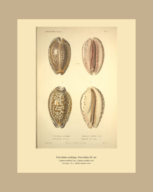 Cypræa arabica and Cypræa arabica var: — Porcelaine arabique and Porcelaine id: var:, hand-engraved plate 17 from Kiener, Coquilles vivantes, Paris.