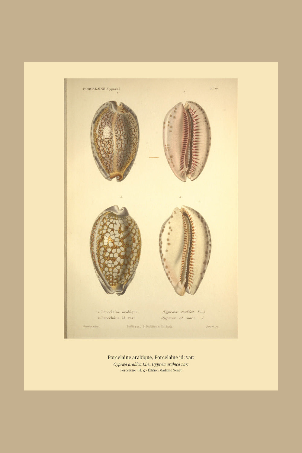 Cypræa arabica and Cypræa arabica var: — Porcelaine arabique and Porcelaine id: var:, hand-engraved plate 17 from Kiener, Coquilles vivantes, Paris.