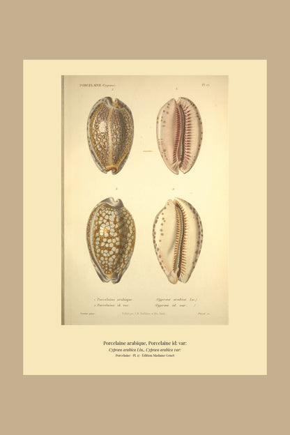 Cypræa arabica and Cypræa arabica var: — Porcelaine arabique and Porcelaine id: var:, hand-engraved plate 17 from Kiener, Coquilles vivantes, Paris.