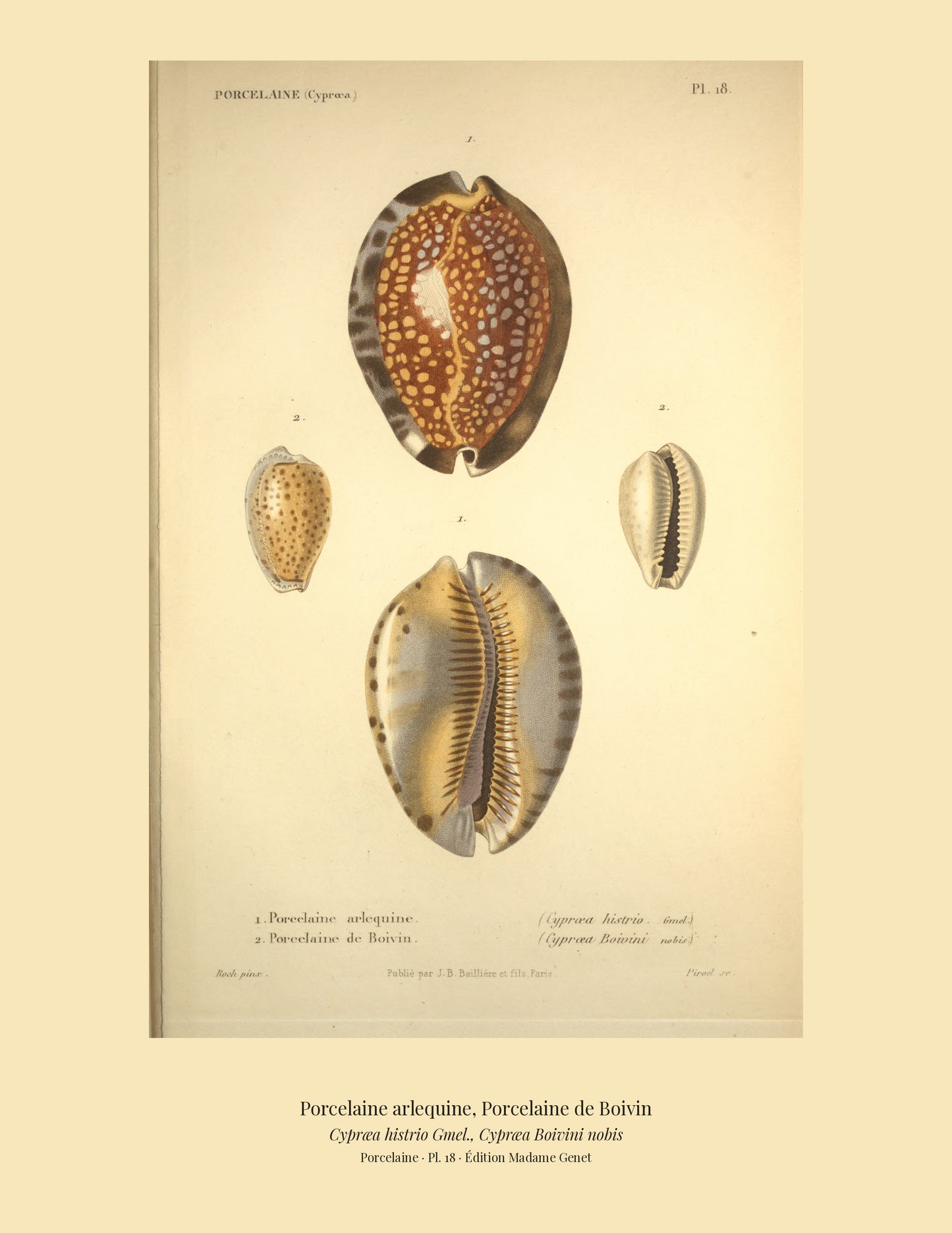 Cypræa histrio and Cypræa Boivini — Porcelaine arlequine and Porcelaine de Boivin, hand-engraved plate 18 from Kiener, Coquilles vivantes, Paris.