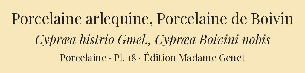Cypræa histrio and Cypræa Boivini — Porcelaine arlequine and Porcelaine de Boivin, hand-engraved plate 18 from Kiener, Coquilles vivantes, Paris.