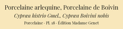 Cypræa histrio and Cypræa Boivini — Porcelaine arlequine and Porcelaine de Boivin, hand-engraved plate 18 from Kiener, Coquilles vivantes, Paris.