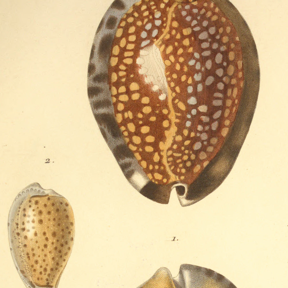 Cypræa histrio and Cypræa Boivini — Porcelaine arlequine and Porcelaine de Boivin, hand-engraved plate 18 from Kiener, Coquilles vivantes, Paris.