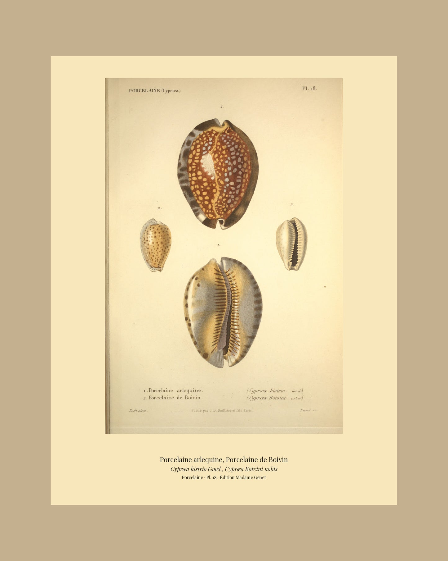Cypræa histrio and Cypræa Boivini — Porcelaine arlequine and Porcelaine de Boivin, hand-engraved plate 18 from Kiener, Coquilles vivantes, Paris.