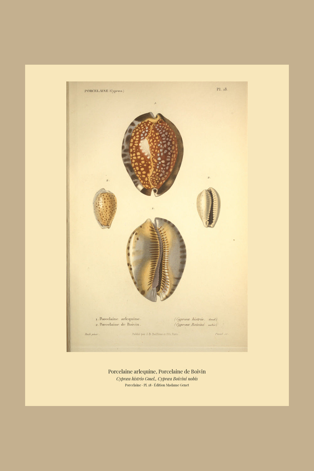 Cypræa histrio and Cypræa Boivini — Porcelaine arlequine and Porcelaine de Boivin, hand-engraved plate 18 from Kiener, Coquilles vivantes, Paris.