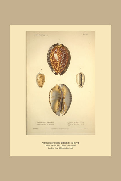 Cypræa histrio and Cypræa Boivini — Porcelaine arlequine and Porcelaine de Boivin, hand-engraved plate 18 from Kiener, Coquilles vivantes, Paris.