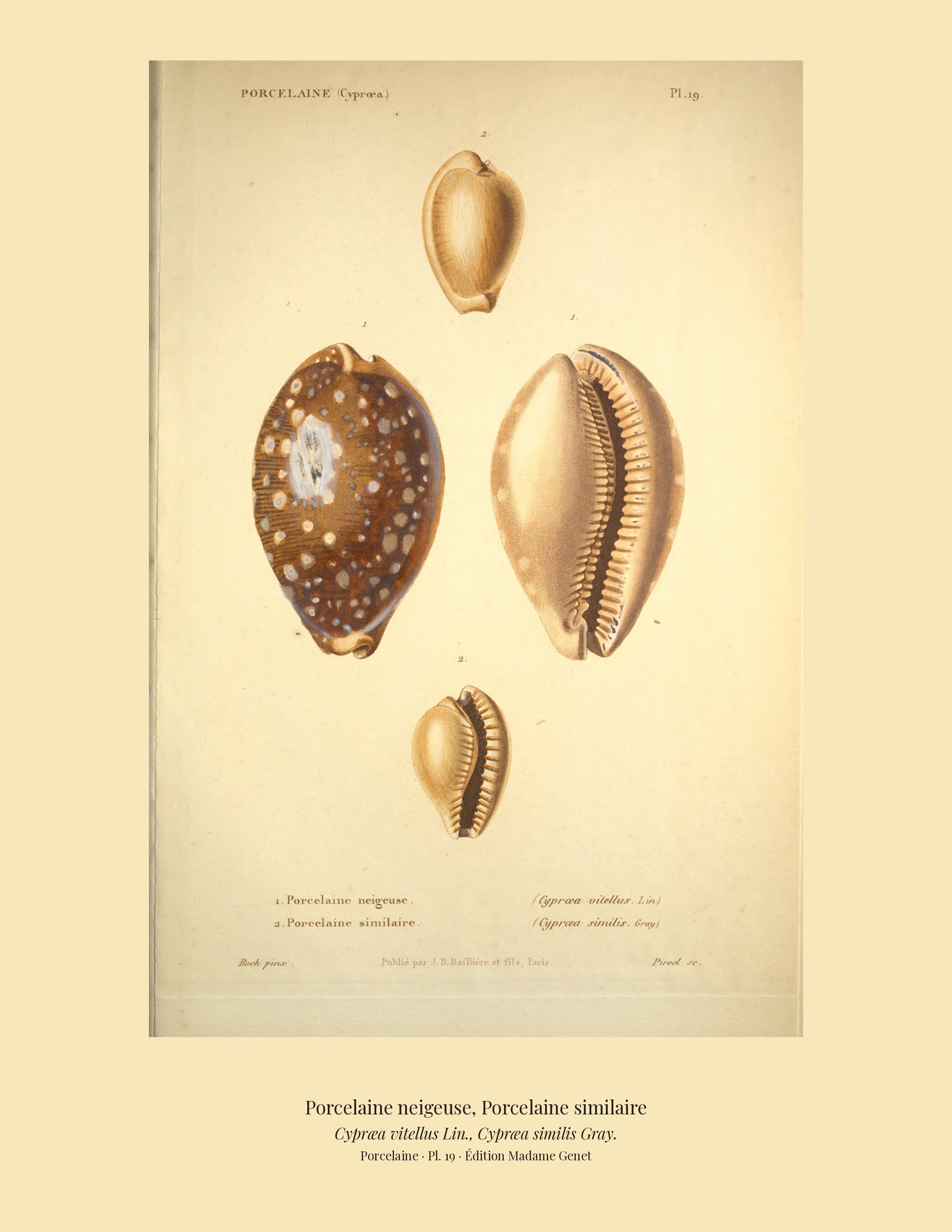 Cypræa vitellus and Cypræa similis — Porcelaine neigeuse and Porcelaine similaire, hand-engraved plate 19 from Kiener, Coquilles vivantes, Paris.