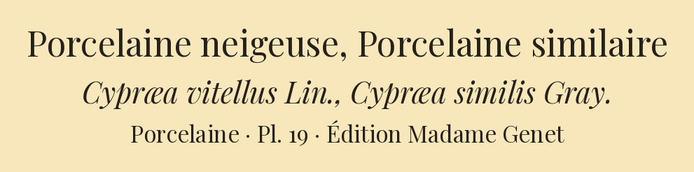 Cypræa vitellus and Cypræa similis — Porcelaine neigeuse and Porcelaine similaire, hand-engraved plate 19 from Kiener, Coquilles vivantes, Paris.