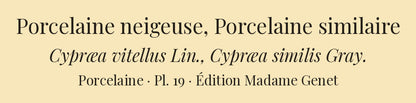 Cypræa vitellus and Cypræa similis — Porcelaine neigeuse and Porcelaine similaire, hand-engraved plate 19 from Kiener, Coquilles vivantes, Paris.