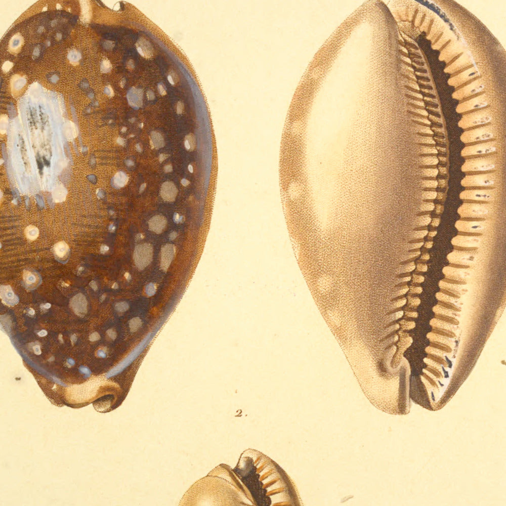 Cypræa vitellus and Cypræa similis — Porcelaine neigeuse and Porcelaine similaire, hand-engraved plate 19 from Kiener, Coquilles vivantes, Paris.