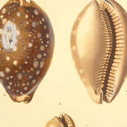 Cypræa vitellus and Cypræa similis — Porcelaine neigeuse and Porcelaine similaire, hand-engraved plate 19 from Kiener, Coquilles vivantes, Paris.