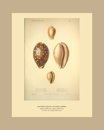 Cypræa vitellus and Cypræa similis — Porcelaine neigeuse and Porcelaine similaire, hand-engraved plate 19 from Kiener, Coquilles vivantes, Paris.