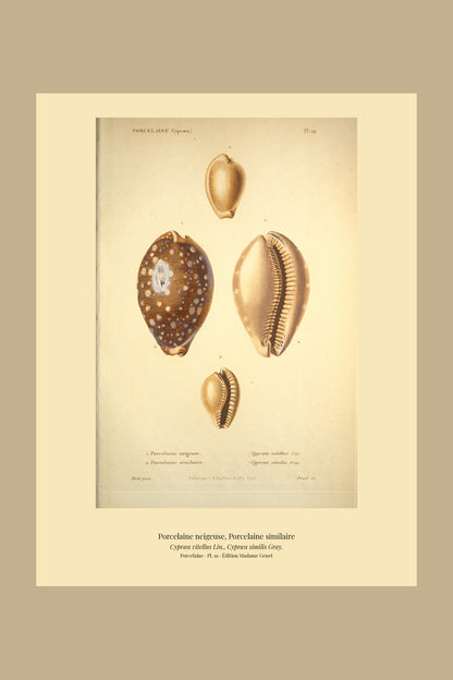 Cypræa vitellus and Cypræa similis — Porcelaine neigeuse and Porcelaine similaire, hand-engraved plate 19 from Kiener, Coquilles vivantes, Paris.