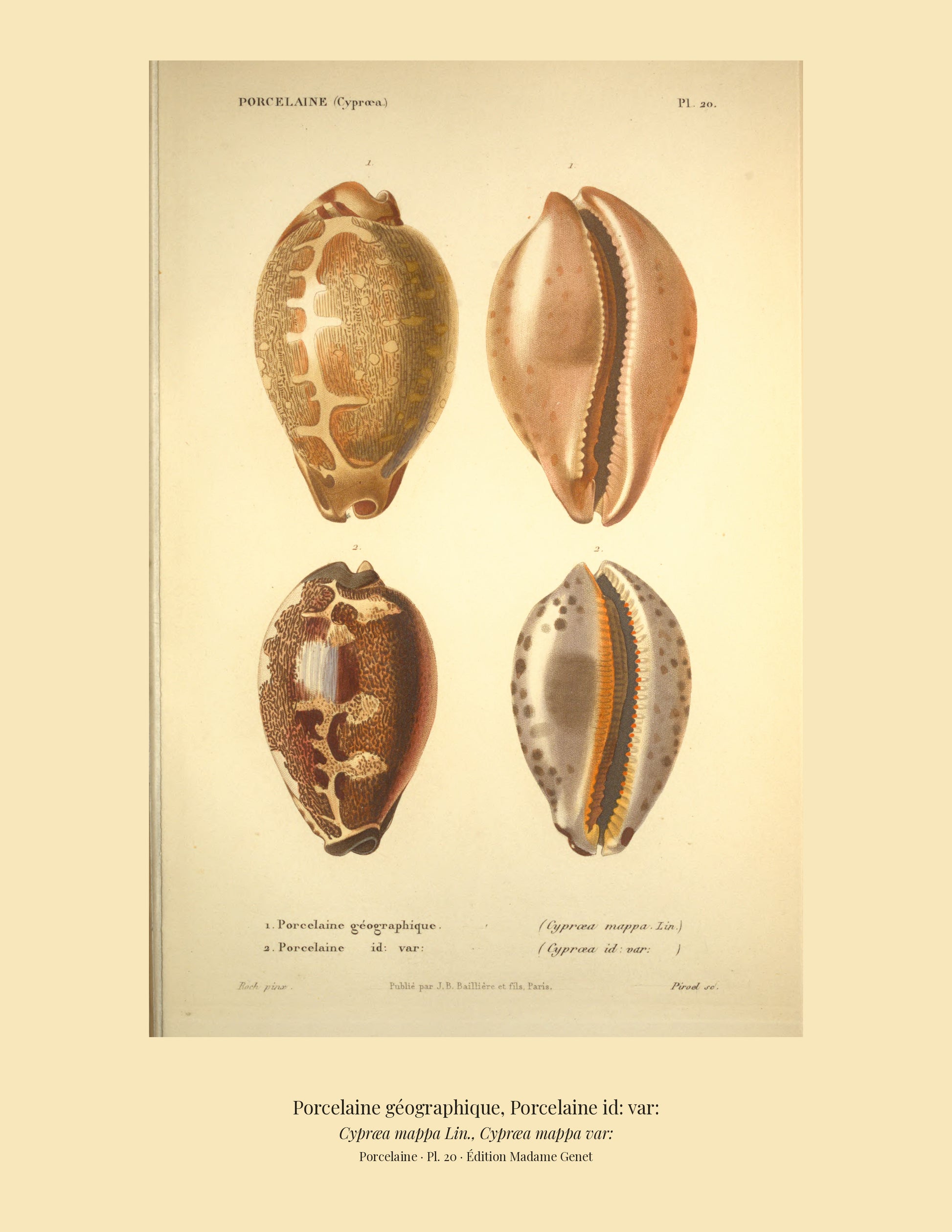 Cypræa mappa and Cypræa mappa var: — Porcelaine géographique and Porcelaine id: var:, hand-engraved plate 20 from Kiener, Coquilles vivantes, Paris.