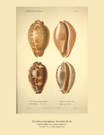 Cypræa mappa and Cypræa mappa var: — Porcelaine géographique and Porcelaine id: var:, hand-engraved plate 20 from Kiener, Coquilles vivantes, Paris.