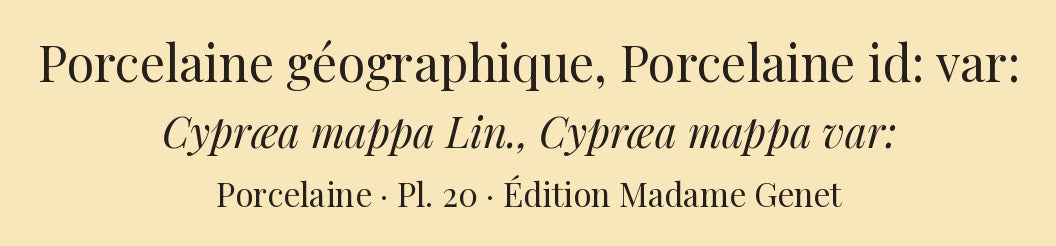 Cypræa mappa and Cypræa mappa var: — Porcelaine géographique and Porcelaine id: var:, hand-engraved plate 20 from Kiener, Coquilles vivantes, Paris.