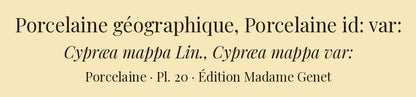 Cypræa mappa and Cypræa mappa var: — Porcelaine géographique and Porcelaine id: var:, hand-engraved plate 20 from Kiener, Coquilles vivantes, Paris.