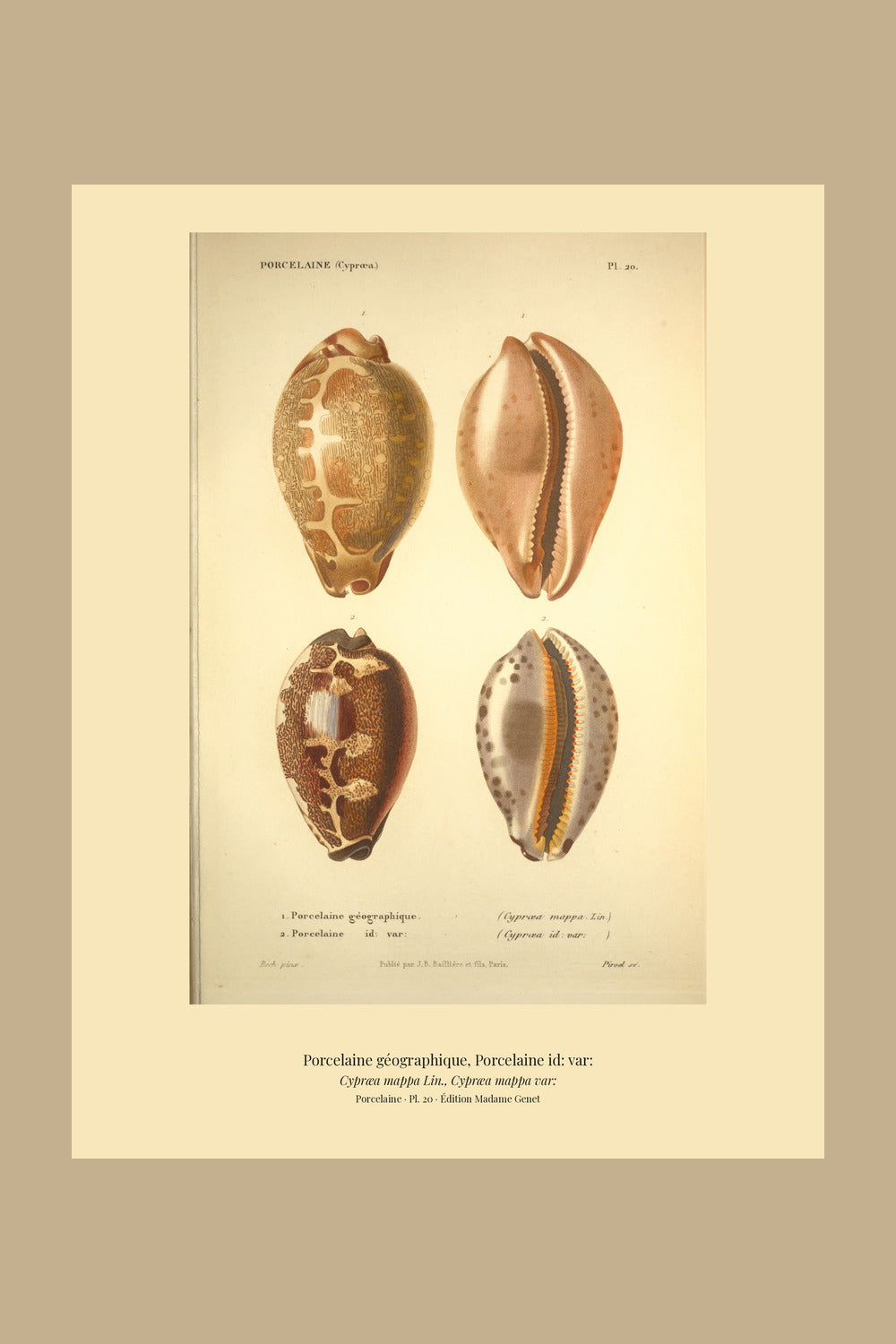 Cypræa mappa and Cypræa mappa var: — Porcelaine géographique and Porcelaine id: var:, hand-engraved plate 20 from Kiener, Coquilles vivantes, Paris.
