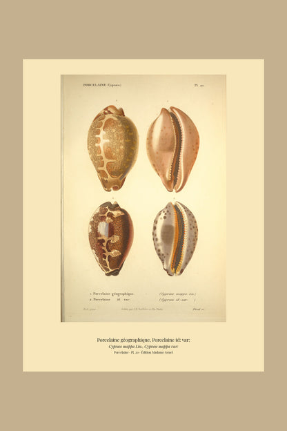 Cypræa mappa and Cypræa mappa var: — Porcelaine géographique and Porcelaine id: var:, hand-engraved plate 20 from Kiener, Coquilles vivantes, Paris.