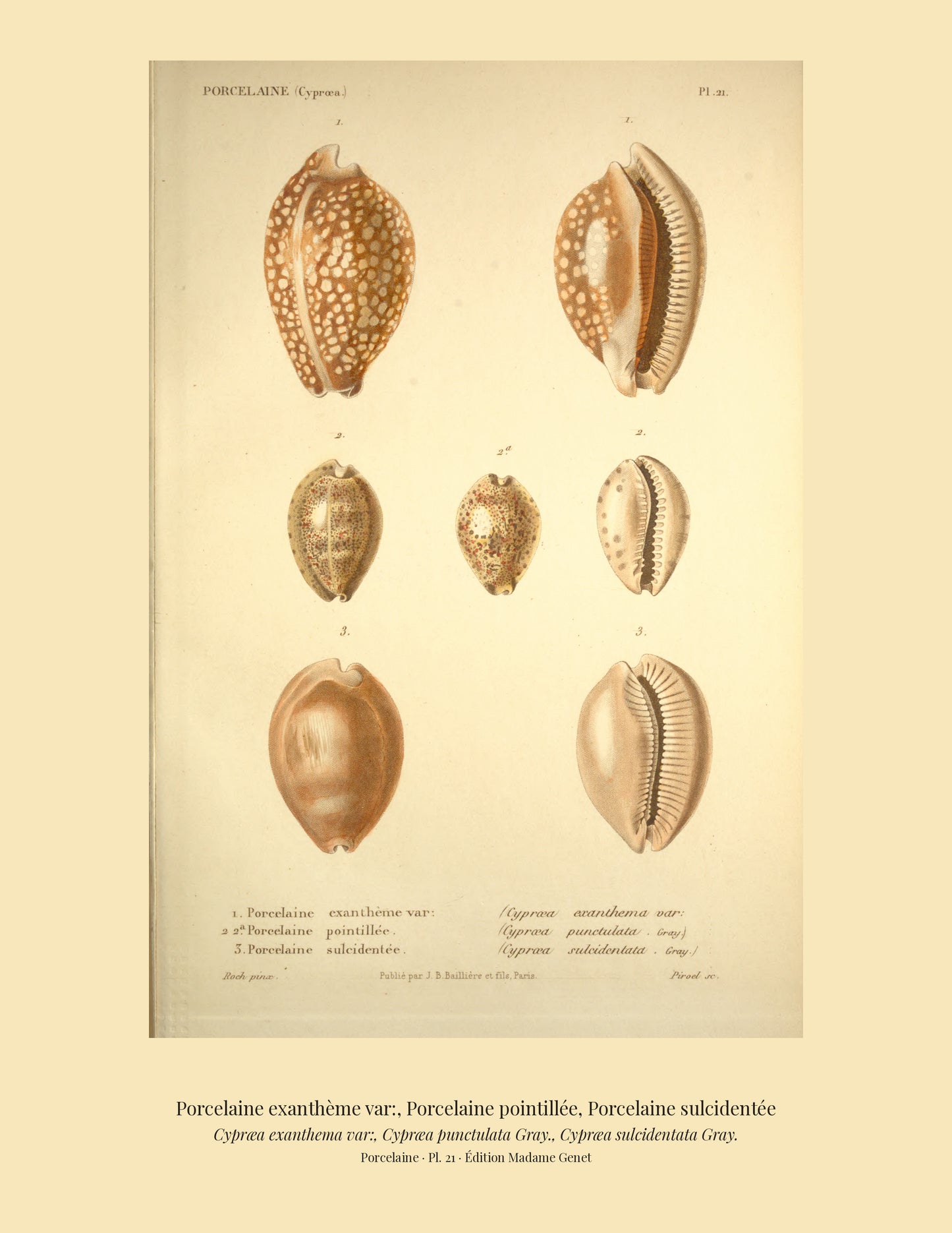 Cypræa exanthema var:, Cypræa punctulata and Cypræa sulcidentata — Porcelaine exanthème var:, Porcelaine pointillée and Porcelaine sulcidentée, hand-engraved plate 21 from Kiener, Coquilles vivantes, Paris.