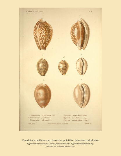 Cypræa exanthema var:, Cypræa punctulata and Cypræa sulcidentata — Porcelaine exanthème var:, Porcelaine pointillée and Porcelaine sulcidentée, hand-engraved plate 21 from Kiener, Coquilles vivantes, Paris.