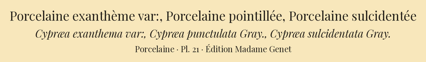 Cypræa exanthema var:, Cypræa punctulata and Cypræa sulcidentata — Porcelaine exanthème var:, Porcelaine pointillée and Porcelaine sulcidentée, hand-engraved plate 21 from Kiener, Coquilles vivantes, Paris.